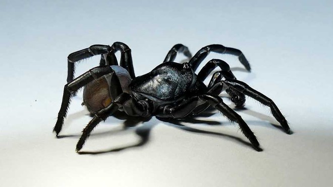 Phát hiện loài nhện độc bí ẩn ở Florida - Ảnh 1.