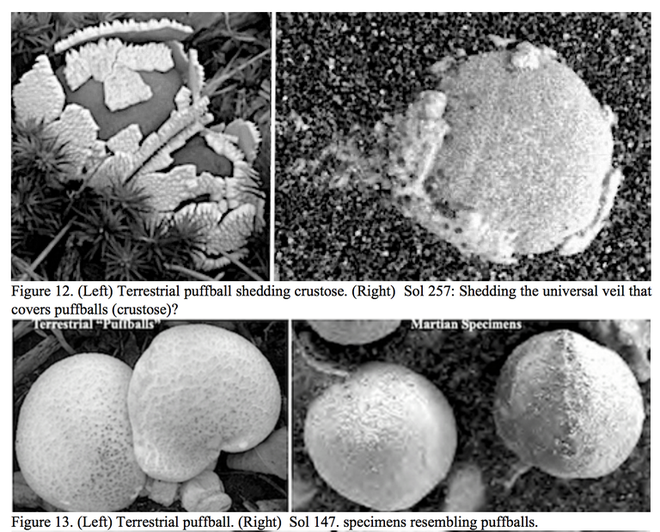 Thu thập và phân tích ảnh chụp Sao Hỏa, các nhà khoa học phát hiện ra những cụm vật thể vừa tròn vừa trắng, trông rất giống nấm - Ảnh 3.