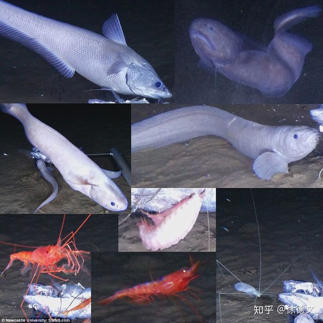 Loài cá mới được tìm thấy ở độ sâu 8.000 mét dưới đáy đại dương, cơ thể chúng sẽ tan chảy ngay khi lên mặt biển - Ảnh 4.