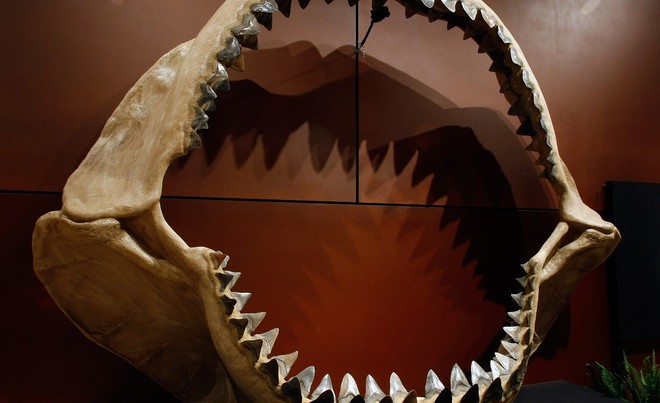 Cá mập khổng lồ Megalodon dĩ nhiên có thật, thậm chí ccó thể còn lớn hơn chúng ta nghĩ - Ảnh 1.