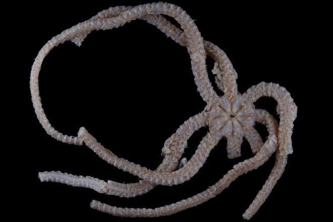 Kinh hoàng với loài sao biển 8 chân đầy gai dài như rắn, 8 bộ hàm tua tủa răng nhọn - Ảnh 3.