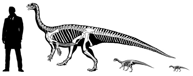 Cứ tưởng khám phá ra loài khủng long tí hon, ai ngờ rằng khi trưởng thành chúng lại nặng cả tấn - Ảnh 4.
