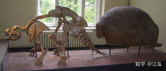 Glyptodon: Lâu đài di động ở Nam Mỹ - Ảnh 10.