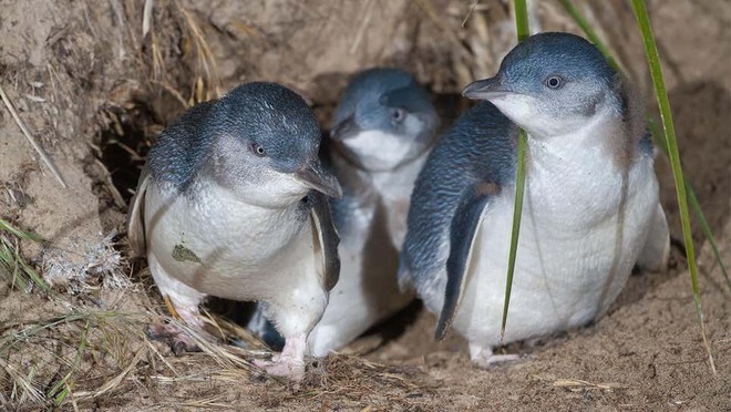 Một dự án bảo tồn ma quỷ ở Tasmania đã thất bại khi loài săn mồi này ăn thịt và xua đuổi toàn bộ quần thể chim cánh cụt đang sống chung - Ảnh 2.