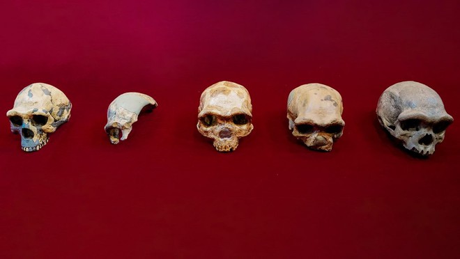 Hộp sọ Người rồng được phát hiện ở Trung Quốc có thể là một loài linh trưởng mới, có họ hàng gần với chúng ta hơn cả người Neanderthals - Ảnh 3.
