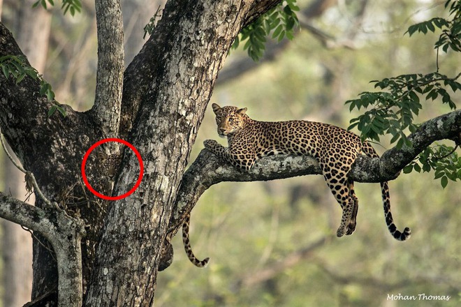 Sharp eye corner: In this photo, there are 2 leopard cubs, where can you find the leopard cub?  - Photo 2.