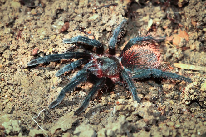 Bọ cạp đối đầu nhện tarantula, kẻ nào sẽ chiến thắng? Các nhà khoa học đã có câu trả lời - Ảnh 9.