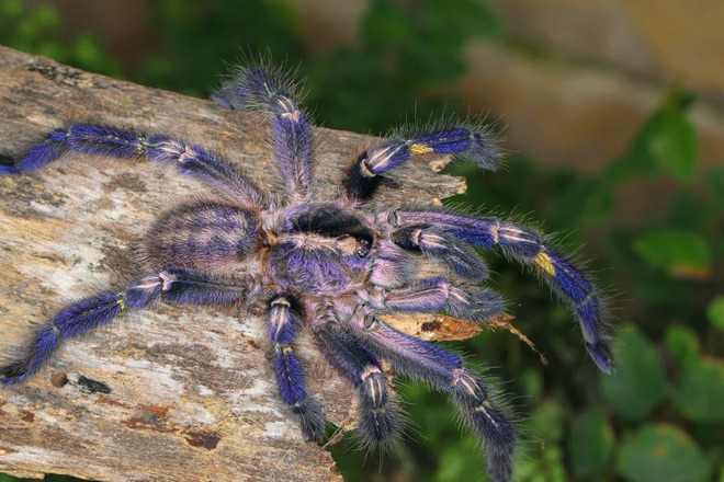 Bọ cạp đối đầu nhện tarantula, kẻ nào sẽ chiến thắng? Các nhà khoa học đã có câu trả lời - Ảnh 7.