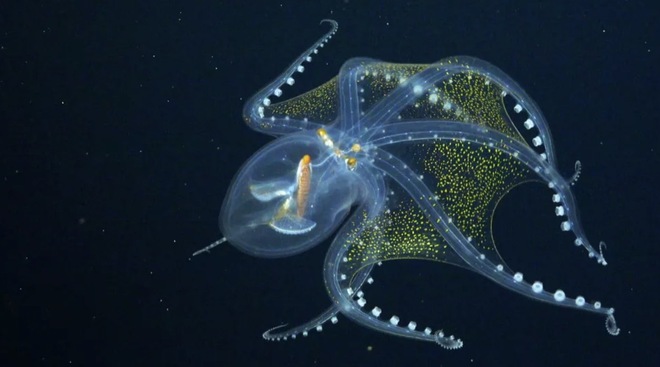 Quay được video loài bạch tuộc thủy tinh cực hiếm với thân mình trong suốt, thấy cả nội tạng - Ảnh 3.