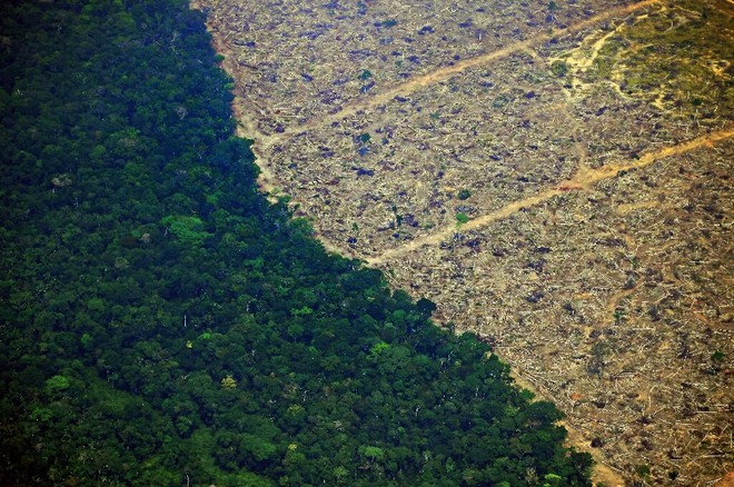 Chỉ với 4 thập kỷ khai phá, con người đã chấm dứt 55 triệu năm hấp thụ carbon của rừng Amazon - Ảnh 4.