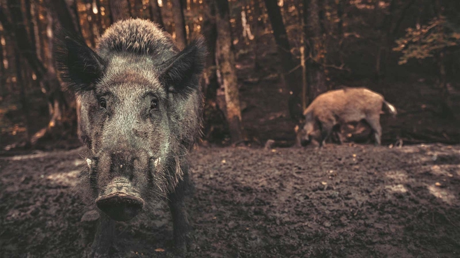 Lợn hoang gây gây ô nhiễm khí hậu tương đương hơn 1 triệu ô tô mỗi năm - Ảnh 1.