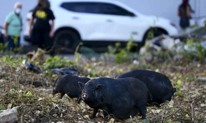 Lợn hoang gây gây ô nhiễm khí hậu tương đương hơn 1 triệu ô tô mỗi năm - Ảnh 2.
