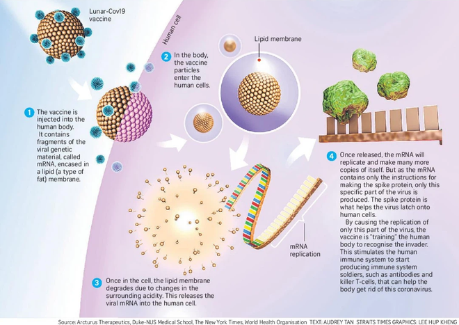 Vắc-xin COVID-19 mRNA đầu tiên có thể đông khô, không cần bảo quản lạnh để giảm giá thành mà vẫn giữ được hiệu quả cao - Ảnh 2.