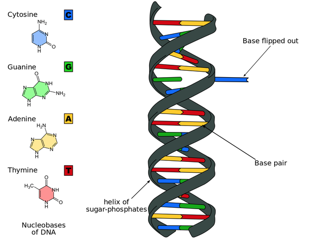 Nhóm nghiên cứu MIT phát triển thành công kỹ thuật lưu trữ và truy xuất dữ liệu DNA tiên tiến, cách làm tương tự Google Search - Ảnh 2.