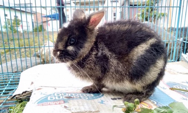 Con thỏ hiếm nhất thế giới được giải cứu sau khi được phát hiện trên Facebook - Ảnh 1.