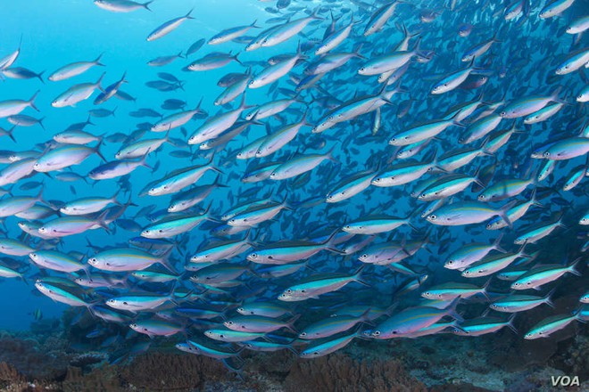Biến đổi khí hậu, nước biển ấm lên lên là đòn đúp giáng xuống sự sống còn của loài cá, có thể ảnh hưởng tới hiện trạng an ninh lương thực toàn cầu - Ảnh 2.
