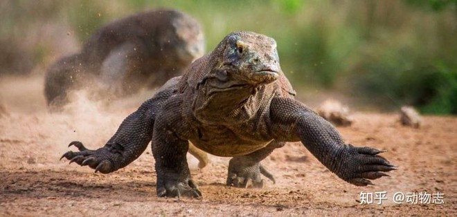 Rồng Komodo mạnh cỡ nào? Nó có đủ khả năng để giết bao hoa mai không? - Ảnh 1.