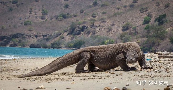 Rồng Komodo mạnh cỡ nào? Nó có đủ khả năng để giết bao hoa mai không? - Ảnh 6.