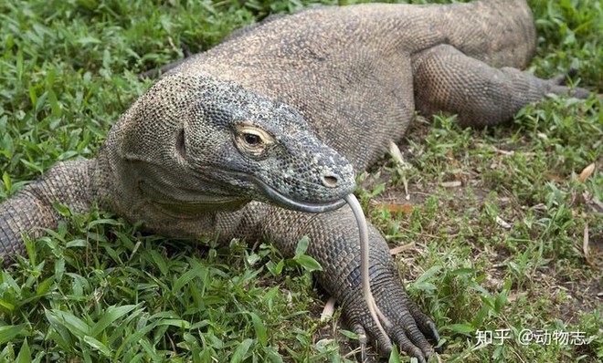 How strong is a Komodo dragon? Does it have enough power to kill apricot flowers? - Photo 3.