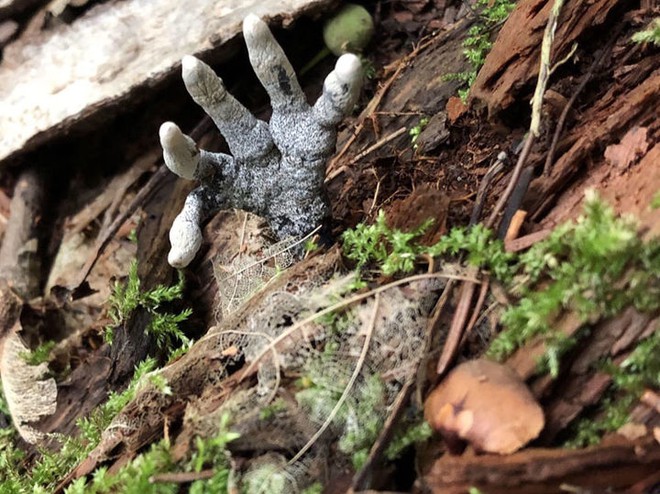 Đố biết tại sao loại nấm này có tên là Dead Man’s Finger? - Ảnh 5.