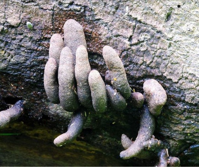 Đố biết tại sao loại nấm này có tên là Dead Man’s Finger? - Ảnh 3.