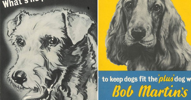 Kinh hoàng vụ thảm sát vật nuôi năm 1939 ở Anh: 750.000 thú cưng bị hóa kiếp chỉ trong 1 tuần - Ảnh 1.