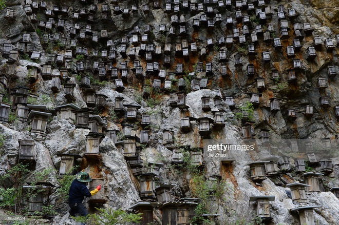 Độc đáo khu bảo tồn ong hoang dã trên vách núi ở Trung Quốc - Ảnh 5.