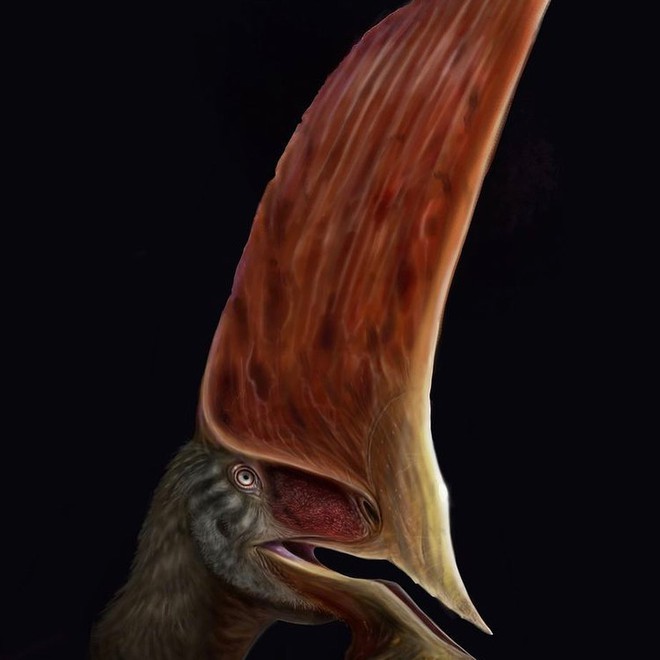 Chán bắt ma túy, cánh sát Brazil chuyển sang săn hóa thạch rồi phát hiện ra loài khủng long bay có vẻ ngoài kỳ dị như động vật trên hành tinh Pandora - Ảnh 1.