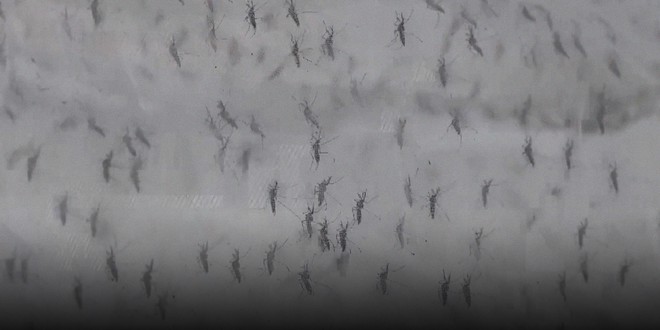 Trung Quốc thả hàng triệu con muỗi được nuôi trong phòng thí nghiệm ra môi trường mỗi ngày - Ảnh 1.