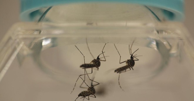 Trung Quốc thả hàng triệu con muỗi được nuôi trong phòng thí nghiệm ra môi trường mỗi ngày - Ảnh 2.