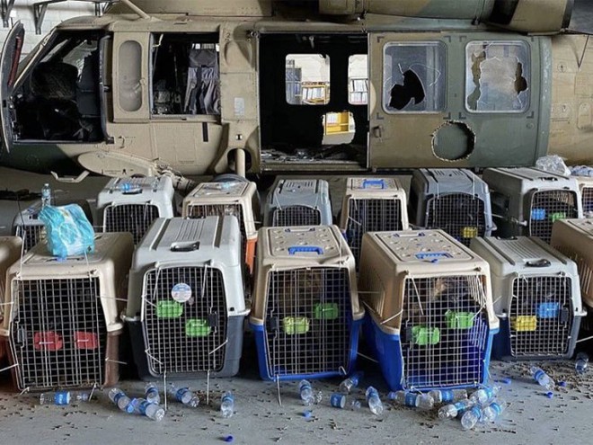American Humane: Những con chó phục vụ bị quân đội Mỹ bỏ lại ở Afghanistan sẽ phải chịu số phận tệ hơn cái chết - Ảnh 2.