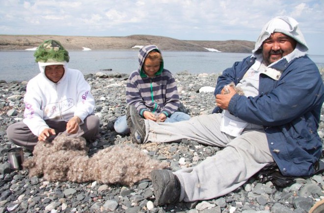 Tìm hiểu về loài vịt biển sở hữu bộ lông đắt nhất trên thế giới - Ảnh 3.