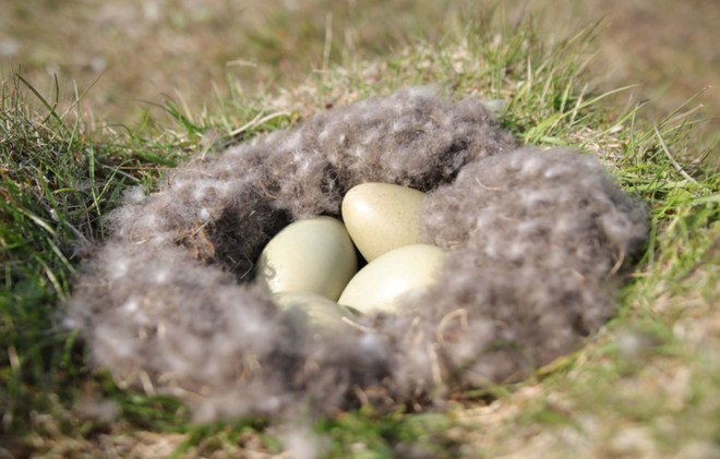 Tìm hiểu về loài vịt biển sở hữu bộ lông đắt nhất trên thế giới - Ảnh 2.