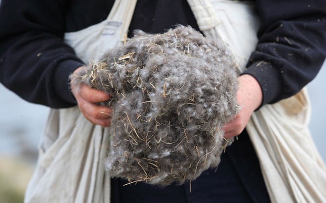 Tìm hiểu về loài vịt biển sở hữu bộ lông đắt nhất trên thế giới - Ảnh 8.