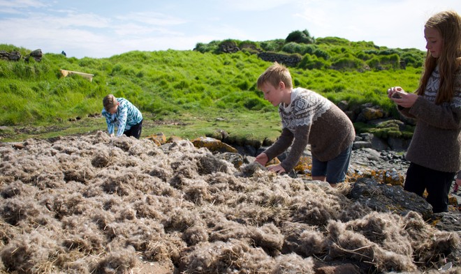 Tìm hiểu về loài vịt biển sở hữu bộ lông đắt nhất trên thế giới - Ảnh 4.