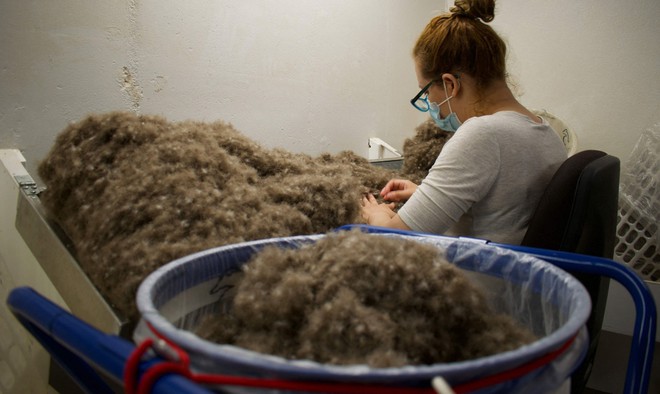 Tìm hiểu về loài vịt biển sở hữu bộ lông đắt nhất trên thế giới - Ảnh 9.