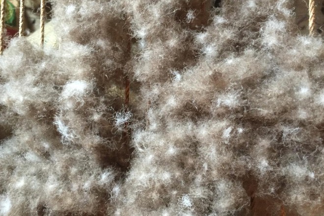 Tìm hiểu về loài vịt biển sở hữu bộ lông đắt nhất trên thế giới - Ảnh 6.