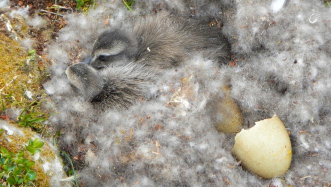 Tìm hiểu về loài vịt biển sở hữu bộ lông đắt nhất trên thế giới - Ảnh 7.
