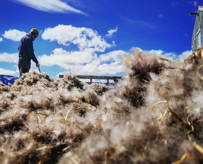 Tìm hiểu về loài vịt biển sở hữu bộ lông đắt nhất trên thế giới - Ảnh 5.