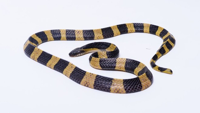 10 loài rắn nguy hiểm nhất thế giới, nếu có gặp phải né luôn và ngay - Ảnh 9.