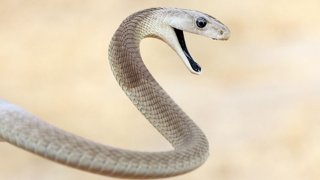 10 loài rắn nguy hiểm nhất thế giới, nếu có gặp phải né luôn và ngay - Ảnh 1.