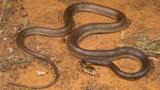 10 loài rắn nguy hiểm nhất thế giới, nếu có gặp phải né luôn và ngay - Ảnh 11.