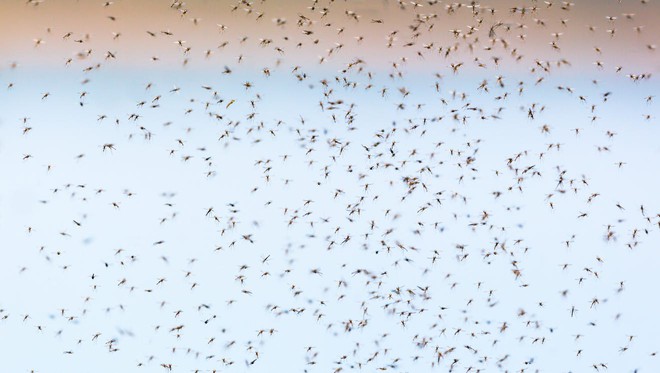 Chuyện gì sẽ xảy ra nếu chúng ta xóa sổ toàn bộ loài muỗi? - Ảnh 2.