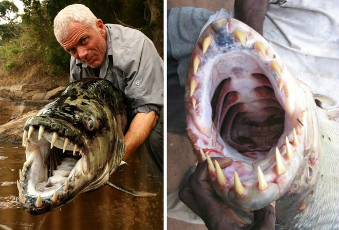 Cá hổ Goliath có thể dài tới 2m, nặng 70kg và thậm chí không sợ cá sấu! - Ảnh 3.