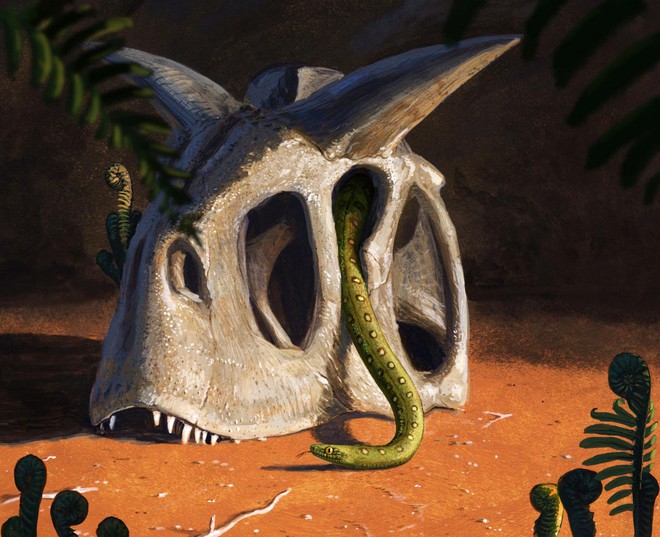 Đối mặt với khủng long và thiên thạch cách đây hơn 60 triệu năm, ngày nay rắn vẫn còn sống như thế nào? - Ảnh 1.