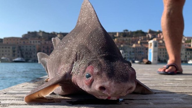 Cá mập mặt lợn - Sát thủ có gương mặt hài hước ở biển Địa Trung Hải - Ảnh 2.