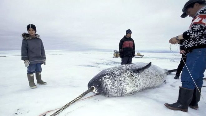 Vì ba con cá voi xám, Liên Xô và Mỹ bắt tay hợp tác ngay trong Chiến tranh Lạnh - Ảnh 1.