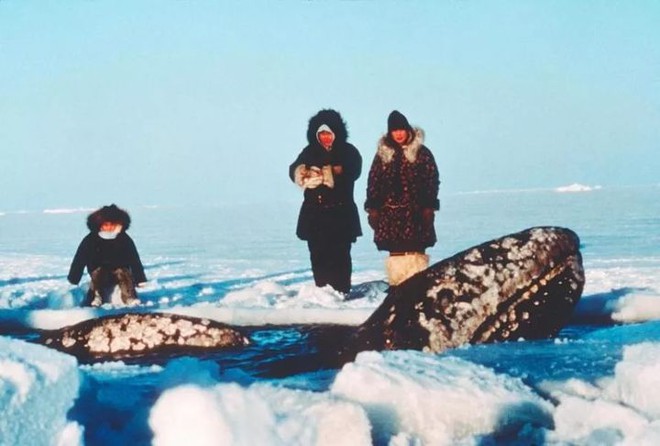 Vì ba con cá voi xám, Liên Xô và Mỹ bắt tay hợp tác ngay trong Chiến tranh Lạnh - Ảnh 3.
