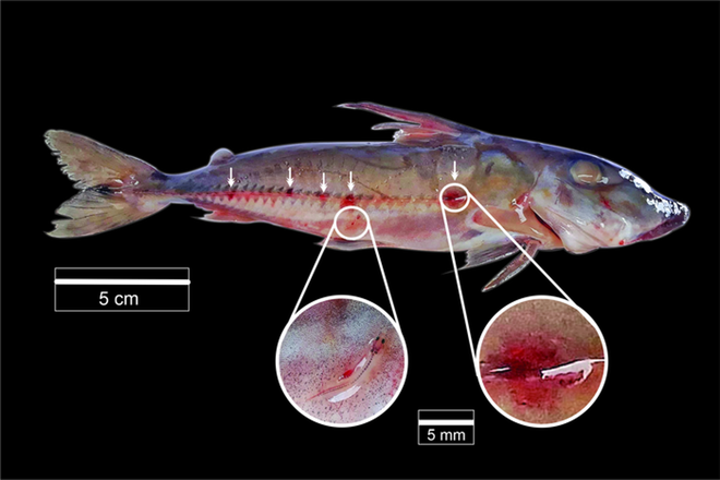 Loài cá ma cà rồng ám ảnh sông Amazon không chỉ hút máu mà còn dùng vật chủ làm phương tiện di chuyển - Ảnh 2.