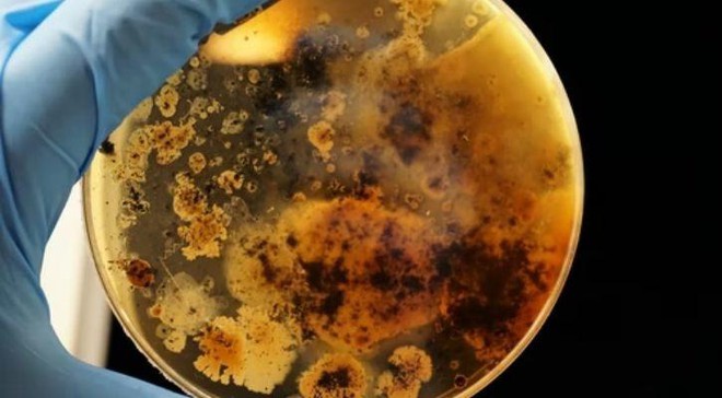 Một nhóm nghiên cứu Ấn Độ đã phát hiện ra vi khuẩn có thể ăn các kim loại độc hại trong nước và xử lý nước thải công nghiệp - Ảnh 2.